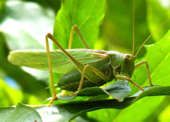 How long do crickets live in the house?