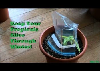 keep ferns alive through winter