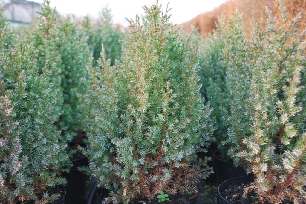 Do junipers need full sun?