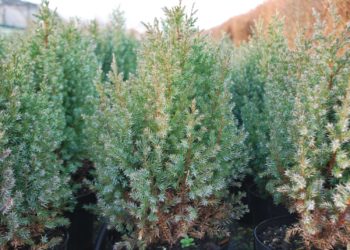 juniperus chinensis care