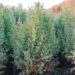 juniperus chinensis care