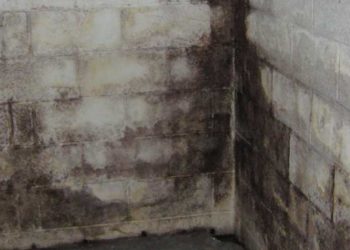 What is the best mold fogger?