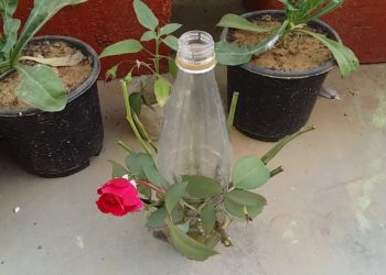 Can we grow rose in water?