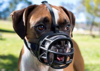 How do you put an emergency muzzle on a dog?