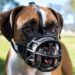 How do you put an emergency muzzle on a dog?