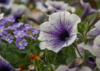 How long do petunias last in pots?