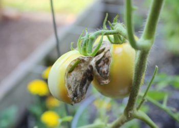 what is eating my cannas