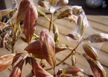 spider mites indoors