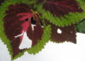 what is eating holes in my coleus