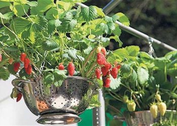 growing strawberries in hanging baskets uk