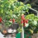 growing strawberries in hanging baskets uk