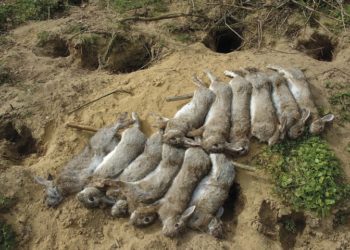 how deep do termites burrow