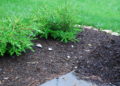 will red mulch attract termites