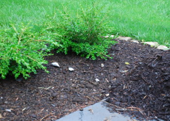 will red mulch attract termites