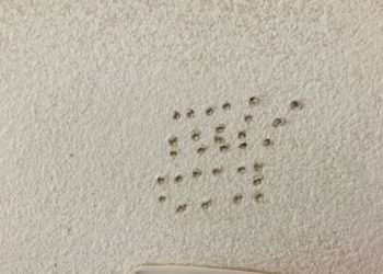 termite pinholes in drywall