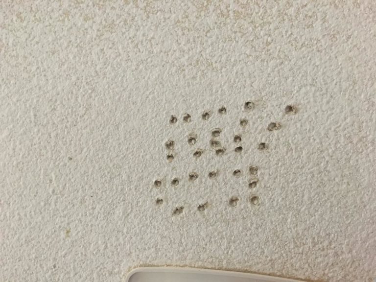 Do termites make holes in drywall?