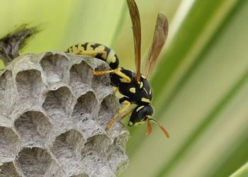 how to discourage bees from building nests