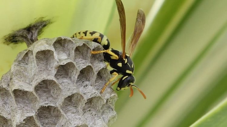 how to discourage bees from building nests