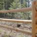How long are split rail fence posts?