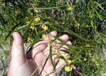 Are African sumac trees poisonous?