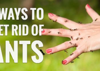 how to get rid of salamanders