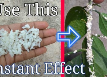 how to get rid of pesticides