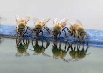 Do bees drink from bird baths?