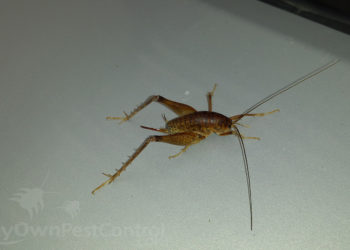 camel cricket insecticide