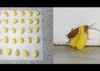 How do you mix boric acid and eggs?