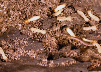 What temperature will kill termites?