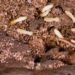 What temperature will kill termites?