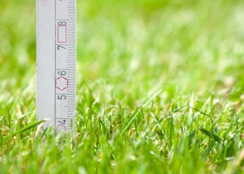 how to measure grass height