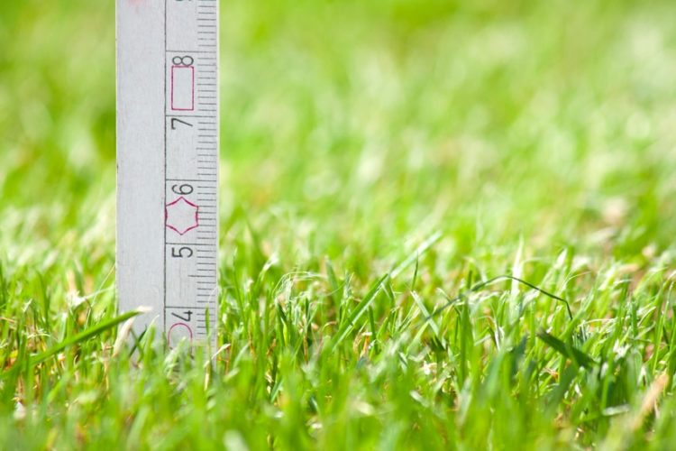 how to measure grass height