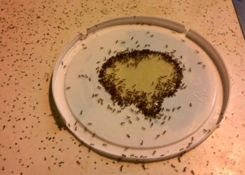 What does honey and Borax do to ants?