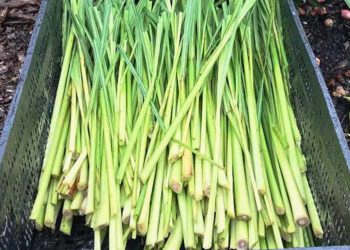 how high does lemongrass grow