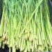 how high does lemongrass grow