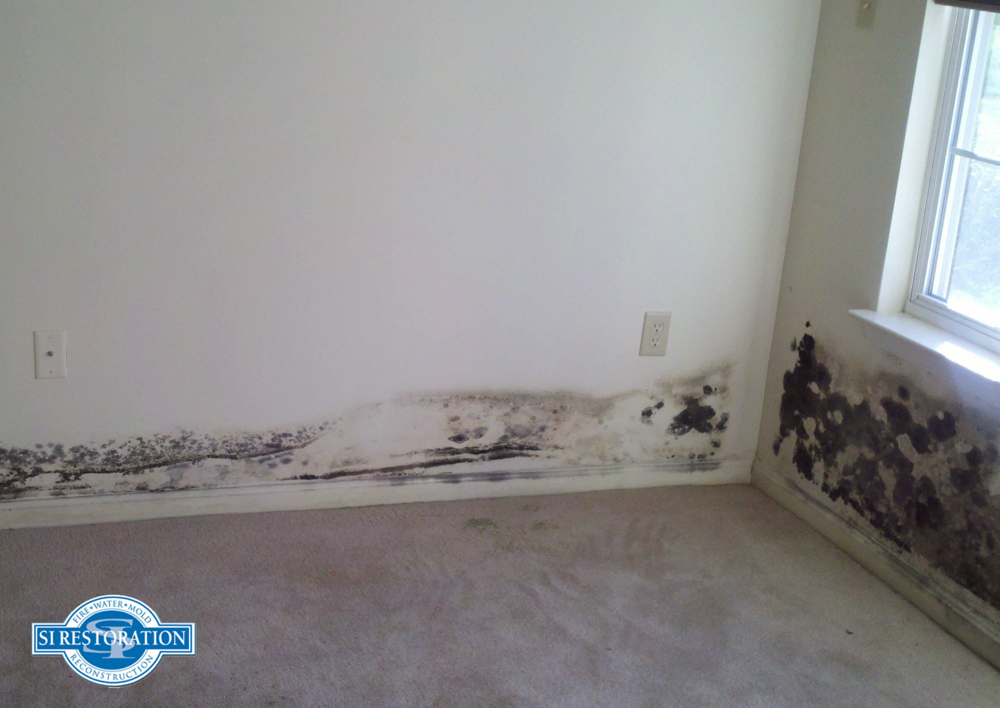 Does vinegar kill mold on drywall?