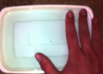 Why do fleas jump into soapy water?