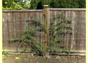 goji berry trellis