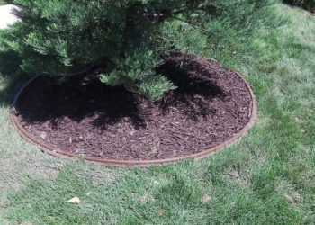 Are tree rings bad for trees?