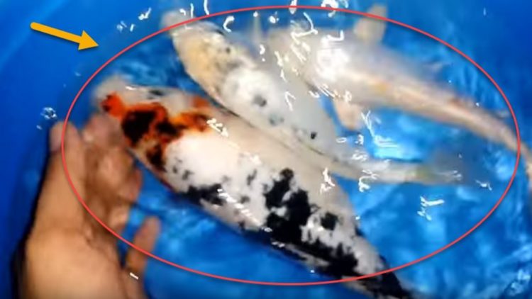 how do koi fish mate