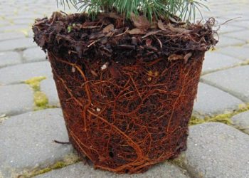 dwarf alberta spruce root system