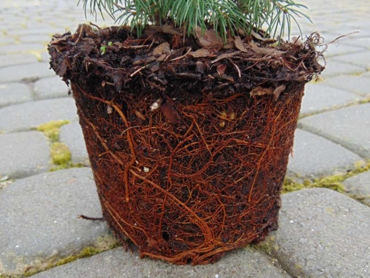 dwarf alberta spruce root system