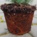 dwarf alberta spruce root system