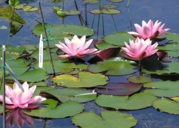 how to plant lilies in pond