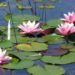 how to plant lilies in pond