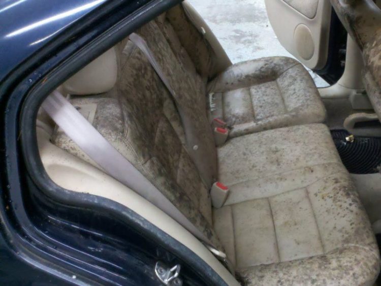 how to get mold out of fabric car seats