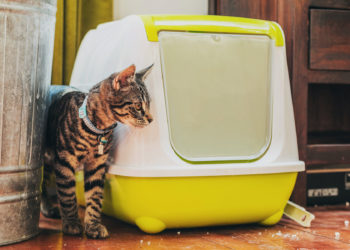 how to eliminate cat poop odor