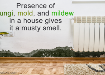 how to get rid of musty smell in attic