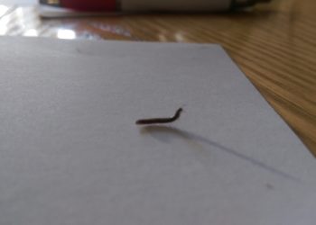 black worms in bathroom floor